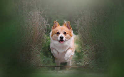 Artystyczna fotografia psów